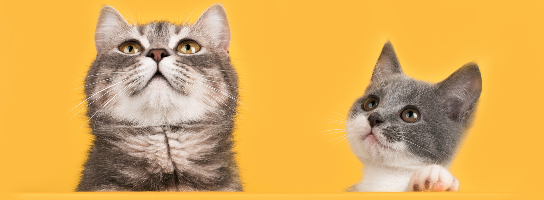 Kittens Banner